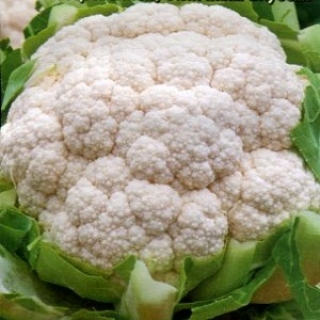 Капуста Альфа