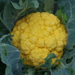 Капуста Флейм Стар цветная