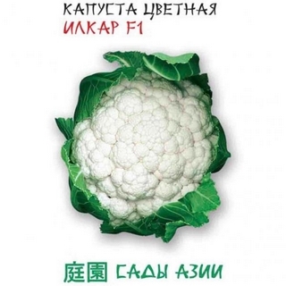 Капуста Илкар F1 цветная