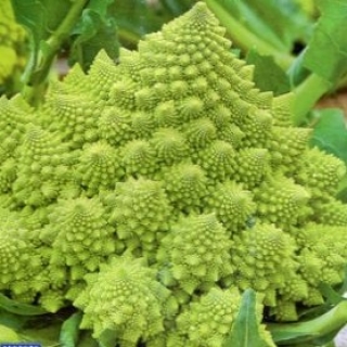 Капуста Романеско (цветная)