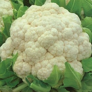 Капуста Сахарная глазурь цветная