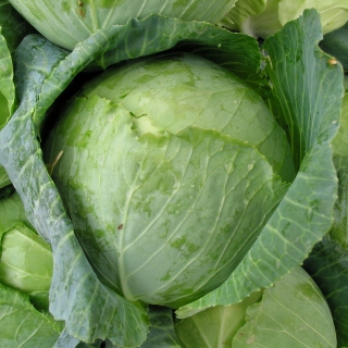 Капуста Валентина F1
