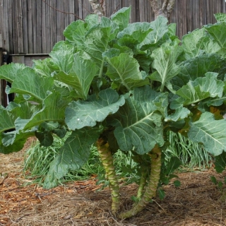 Капуста Веха кормовая