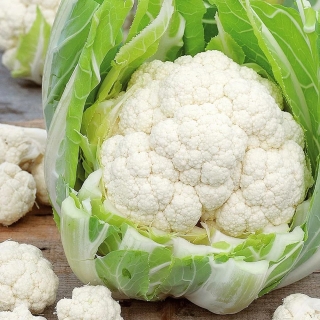 Капуста Янка F1