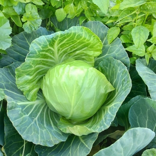 Капуста Экспресс F1