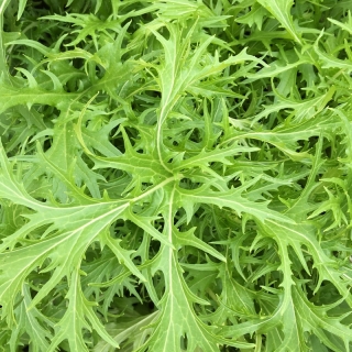 Капуста Салад Мизуна японская