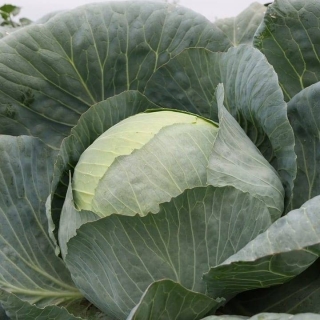 Капуста Орион F1