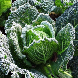 Капуста Пирожковая савойская