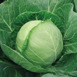 Капуста Тайнинская