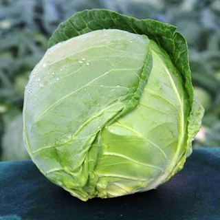 Капуста Чудо на засол F1