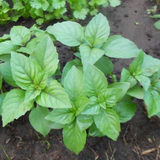 Базилик Карамельный