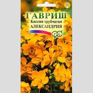 Кассия Александрия трубчатая