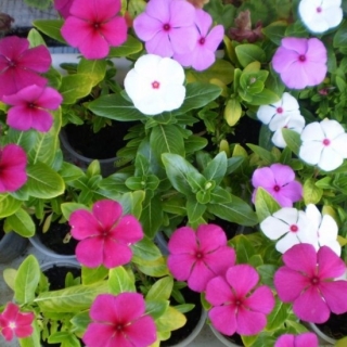 Катарантус Чудо на окошке F1 (барвинок)