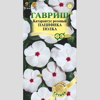 Катарантус Пацифика Полка