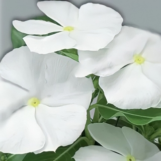 Катарантус Халиф