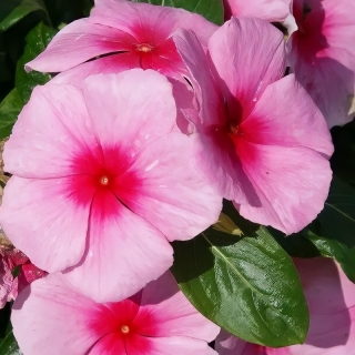 Катарантус Султан