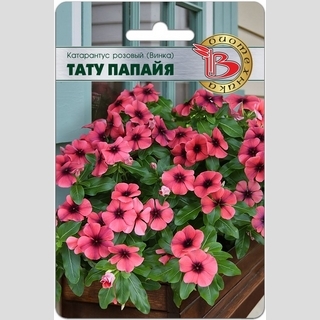 Катарантус Тату Папайя (Винка)