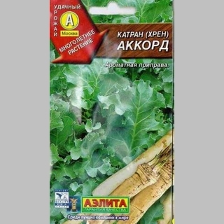 Катран Аккорд (хрен)