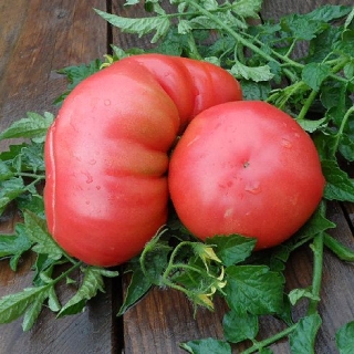 Томат Староверческий (Кержак)