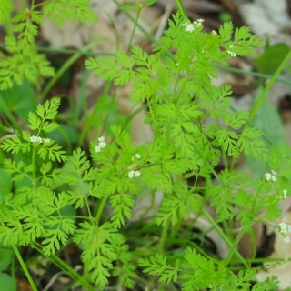 Кервель Диетический