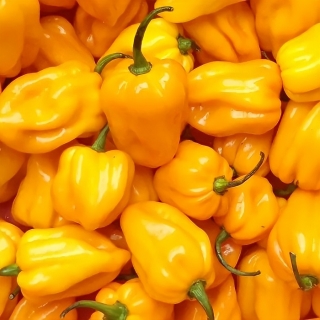Перец Хабанеро желтый
