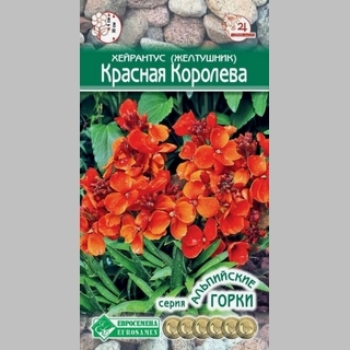 Хейрантус Красная Королева (Желтушник)