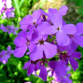 Хесперис Вечерница Матроны фиолетовая