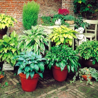 Хоста Микси смесь