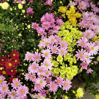 Хризантема Индийская Корейская кустовая