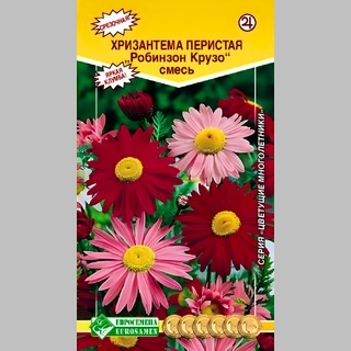 Хризантема Робинзон Крузо перистая