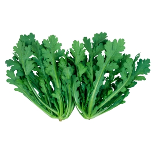 Хризантема Ишибан съедобная