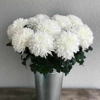 Хризантема Торжество букетная