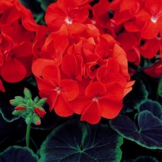 Пеларгония Мефисто F1 Скарлет