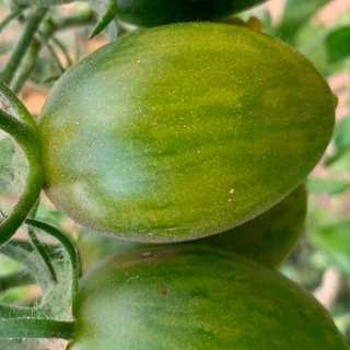 Томат Кивислива