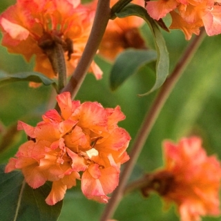 Кларкия Солнышко