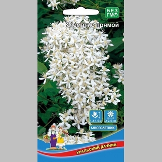 Клематис Белый прямой