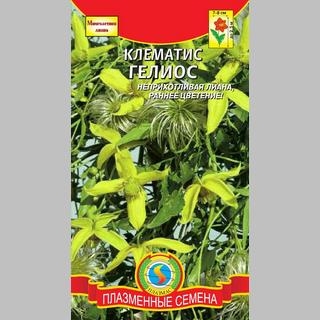 Клематис Гелиос