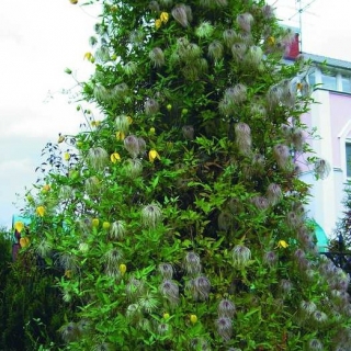 Клематис Локатор любви