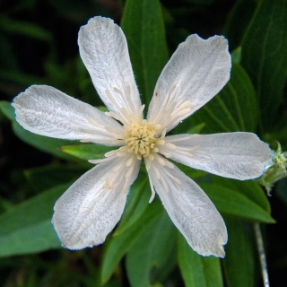 Клематис Шестилепестковый (большой пакет)