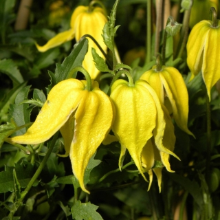 Клематис Тангутский (большой пакет)