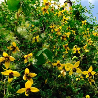 Клематис Золотой Водопад восточный