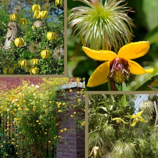 Клематис Китайские Фонарики - тангутский