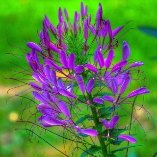 Клеома Фиолетовая Королева