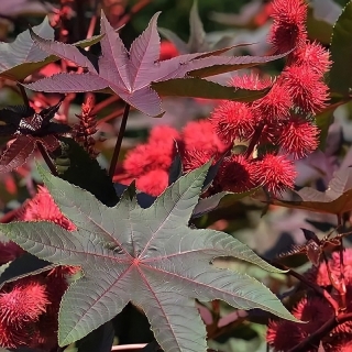 Клещевина Импала бронзовая