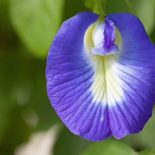 Клитория Легенда (тройчатая)