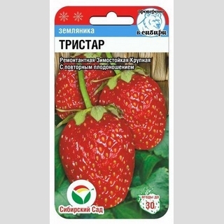 Земляника Тристар (клубника)
