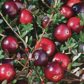 Клюква Таежная красавица