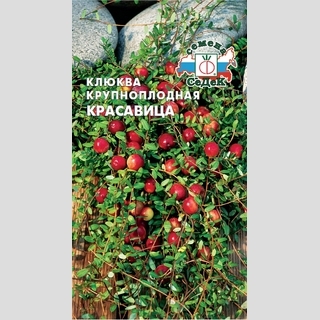Клюква Красавица