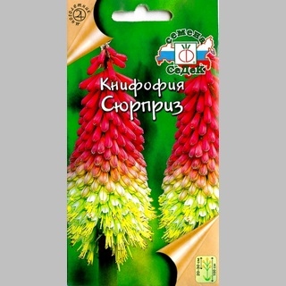 Книфофия Сюрприз