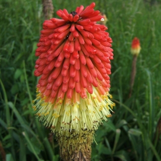 Книфофия Селиана (Тритома)